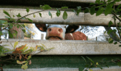 Loi Duplomb : entrave à la démocratie et à l'agroécologie Loi Duplomb : entrave à la démocratie et à l'agroécologie