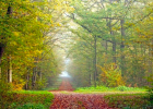 La forêt, un bien commun essentiel