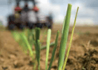 Pesticides : un devoir de réciprocité ! Pesticides : un devoir de réciprocité !