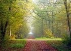 Le Massif de Haye classé en forêt de protection !