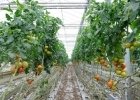 Pour sauver la planète, pas de tomates bio en hiver !