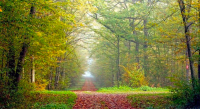 La forêt, un bien commun essentiel