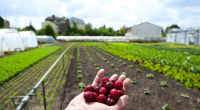 Phytosanitaires : une nouvelle donne avec les certificats d’économie