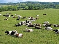 Soutien renforcé à l’élevage