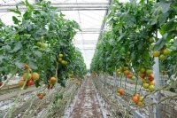 Pour sauver la planète, pas de tomates bio en hiver !