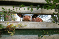 COVID-19 : 3 leçons pour l'agriculture et l'alimentation au 21eme siècle