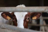 Dermatose : « Si nous sommes divisés, c'est la maladie qui gagne »