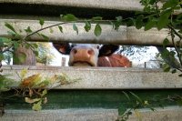 France Info : les conséquences de la sécheresse pour les éleveurs et notre souveraineté alimentaire