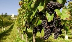 Après les vendanges... Après les vendanges...