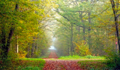 La forêt, un bien commun essentiel La forêt, un bien commun essentiel