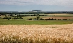 Loi Duplomb : entrave à l'agroécologie... et à la démocratie