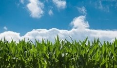 Pesticides : la puissance publique est-elle au rendez-vous ? Pesticides : la puissance publique est-elle au rendez-vous ?