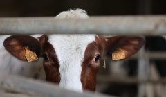 Dermatose : « Si nous sommes divisés, c'est la maladie qui gagne »